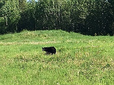 IMG_1857 Black Bear Along Alcan Highway